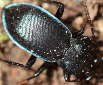 Carabus (Oreocarabus) preslii neumeyeri - Calabria